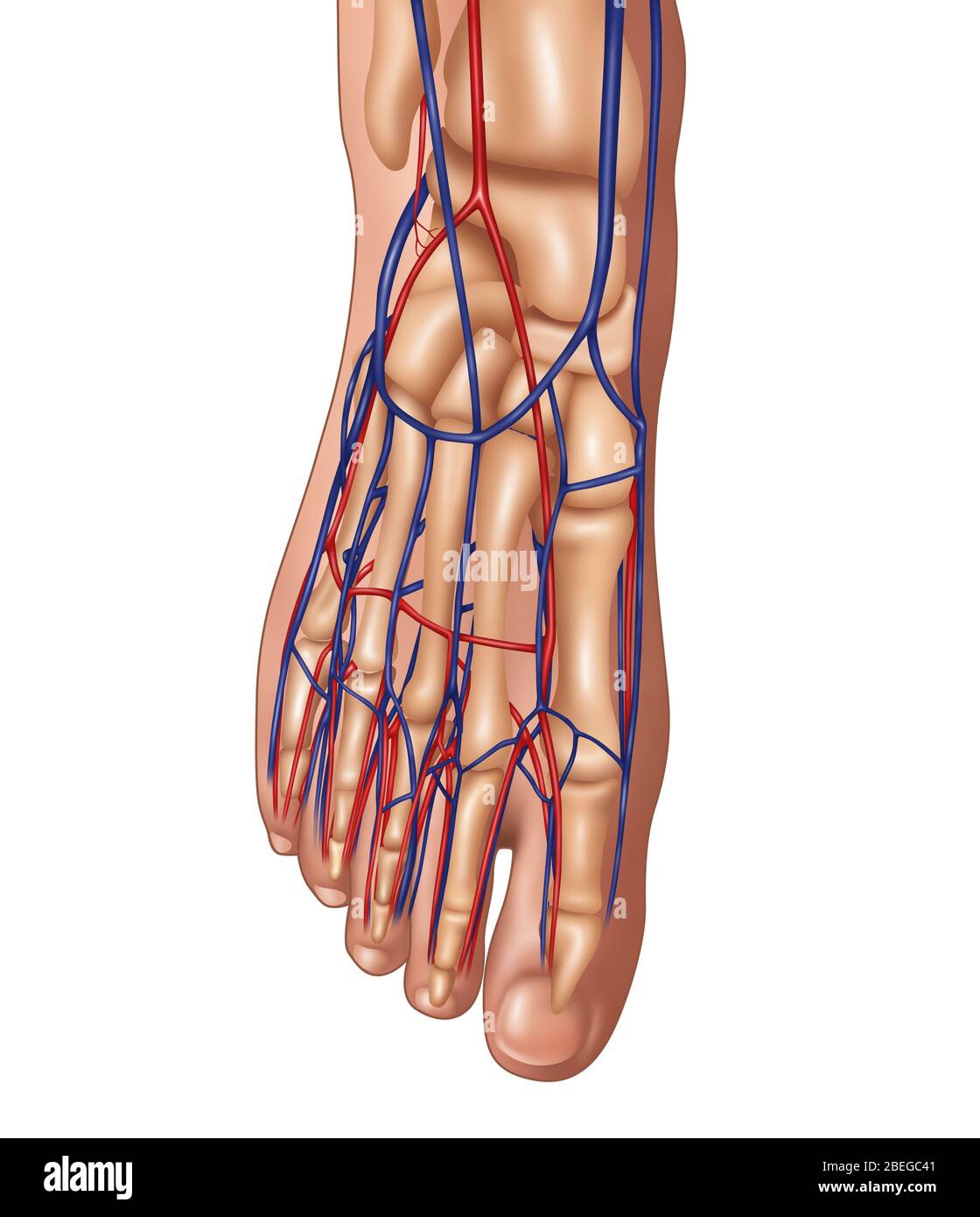 Anatomie du pied, illustration Banque D'Images
