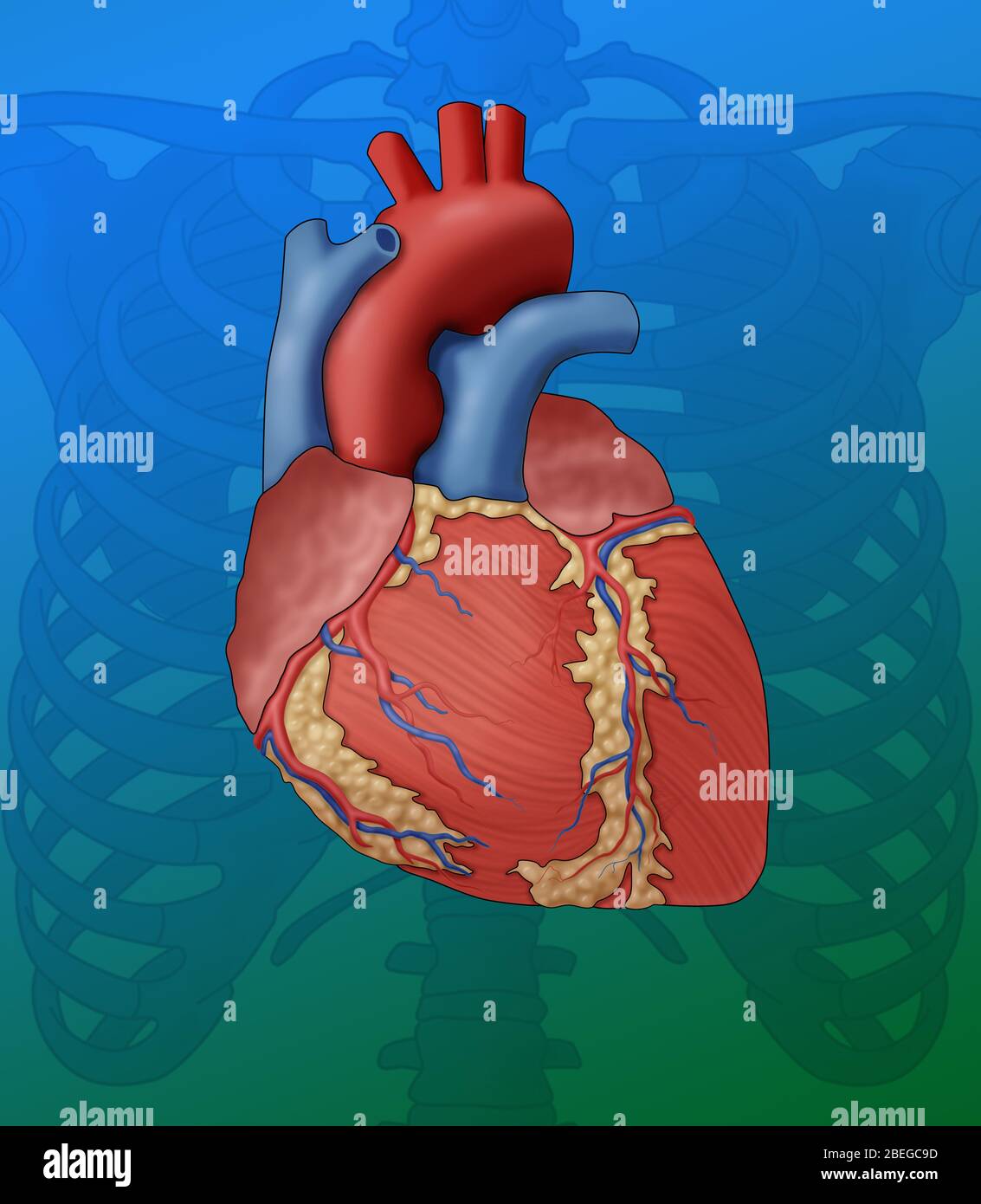 Anatomie cardiaque, illustration Banque D'Images