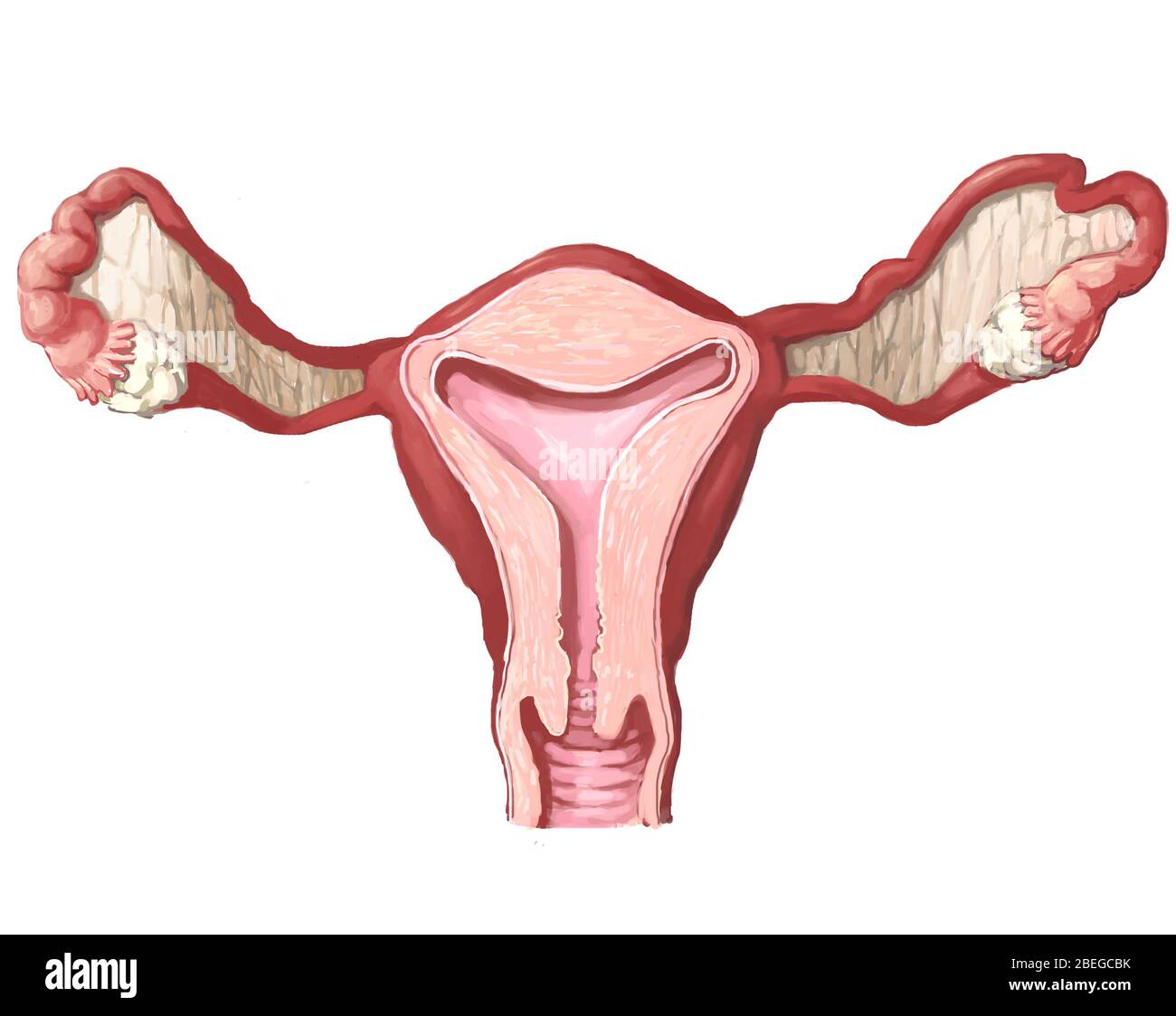 Illustration de l'utérus. Banque D'Images
