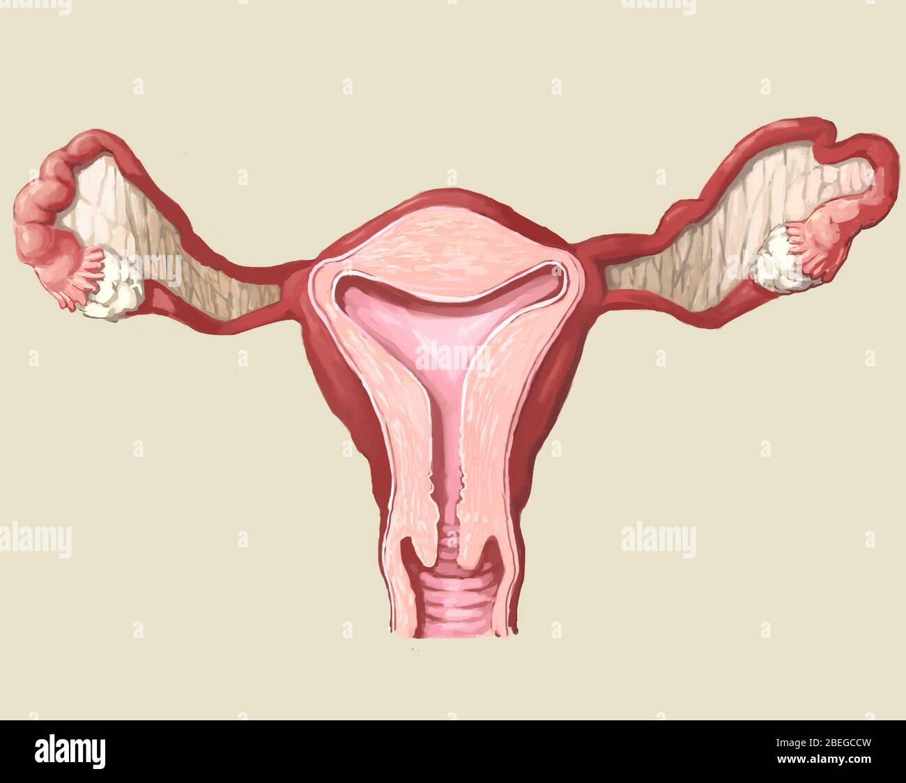 Illustration de l'utérus. Banque D'Images