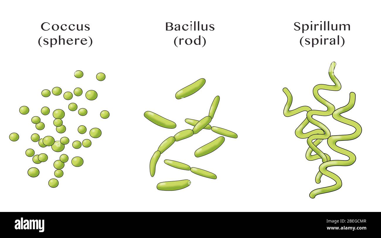 Formes de bactéries, illustration Banque D'Images