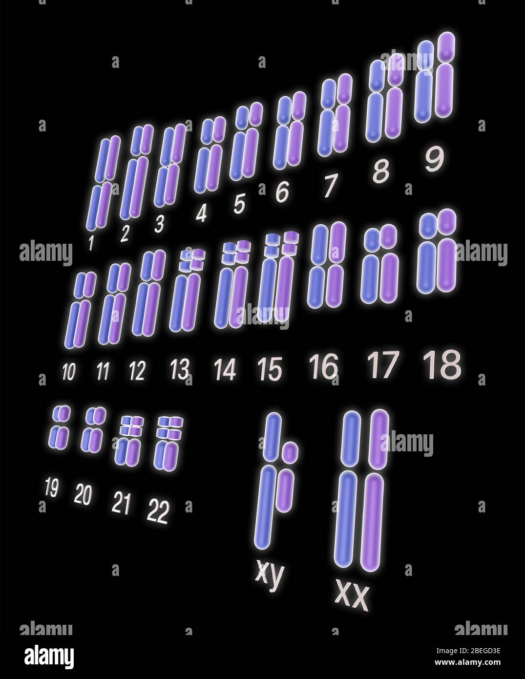 Caryotype, illustration Banque D'Images