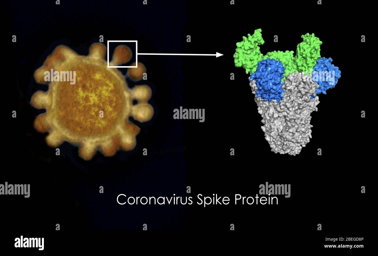Protéine de pic de coronavirus Banque D'Images