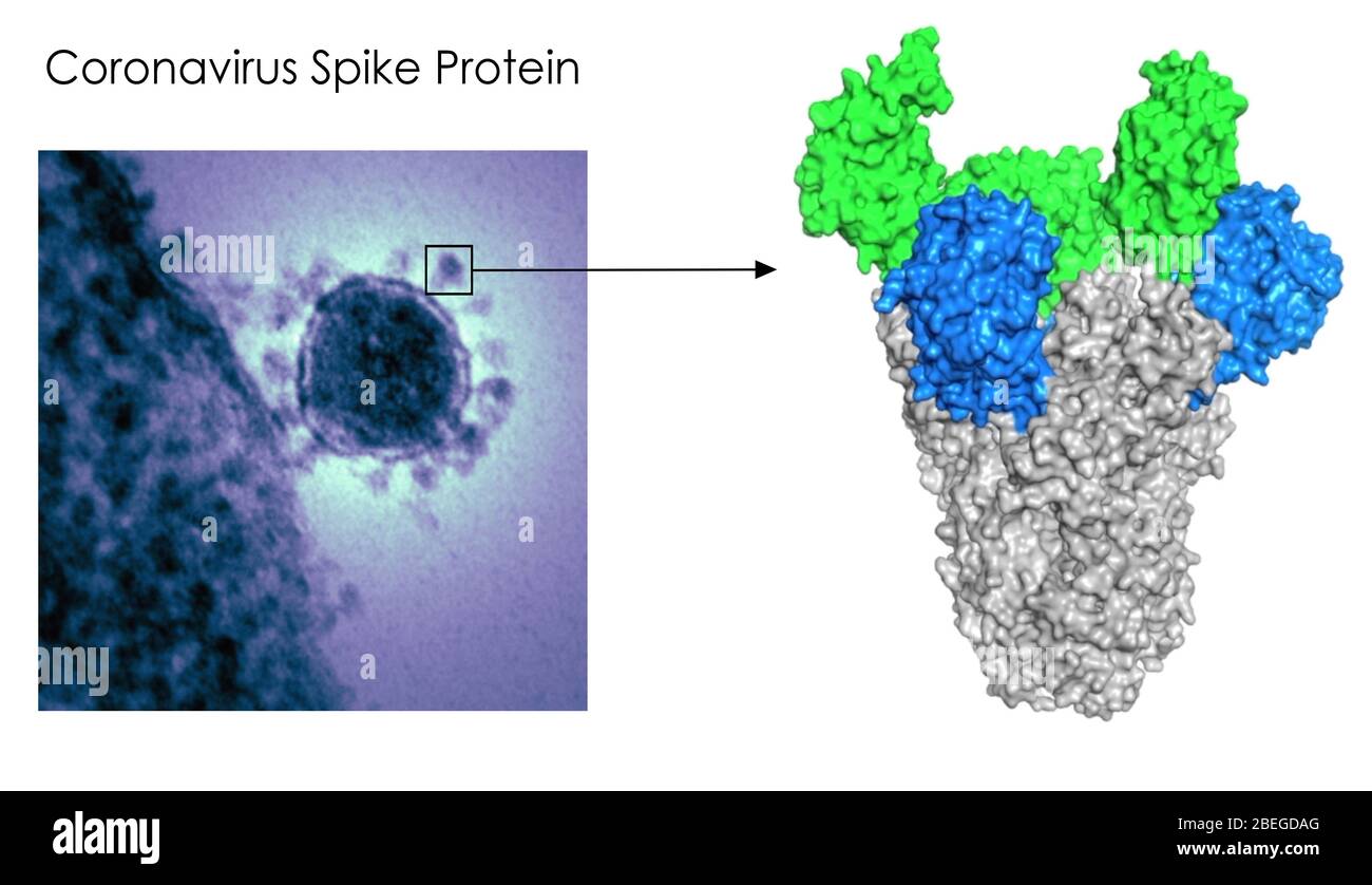 Protéine de pic de coronavirus Banque D'Images