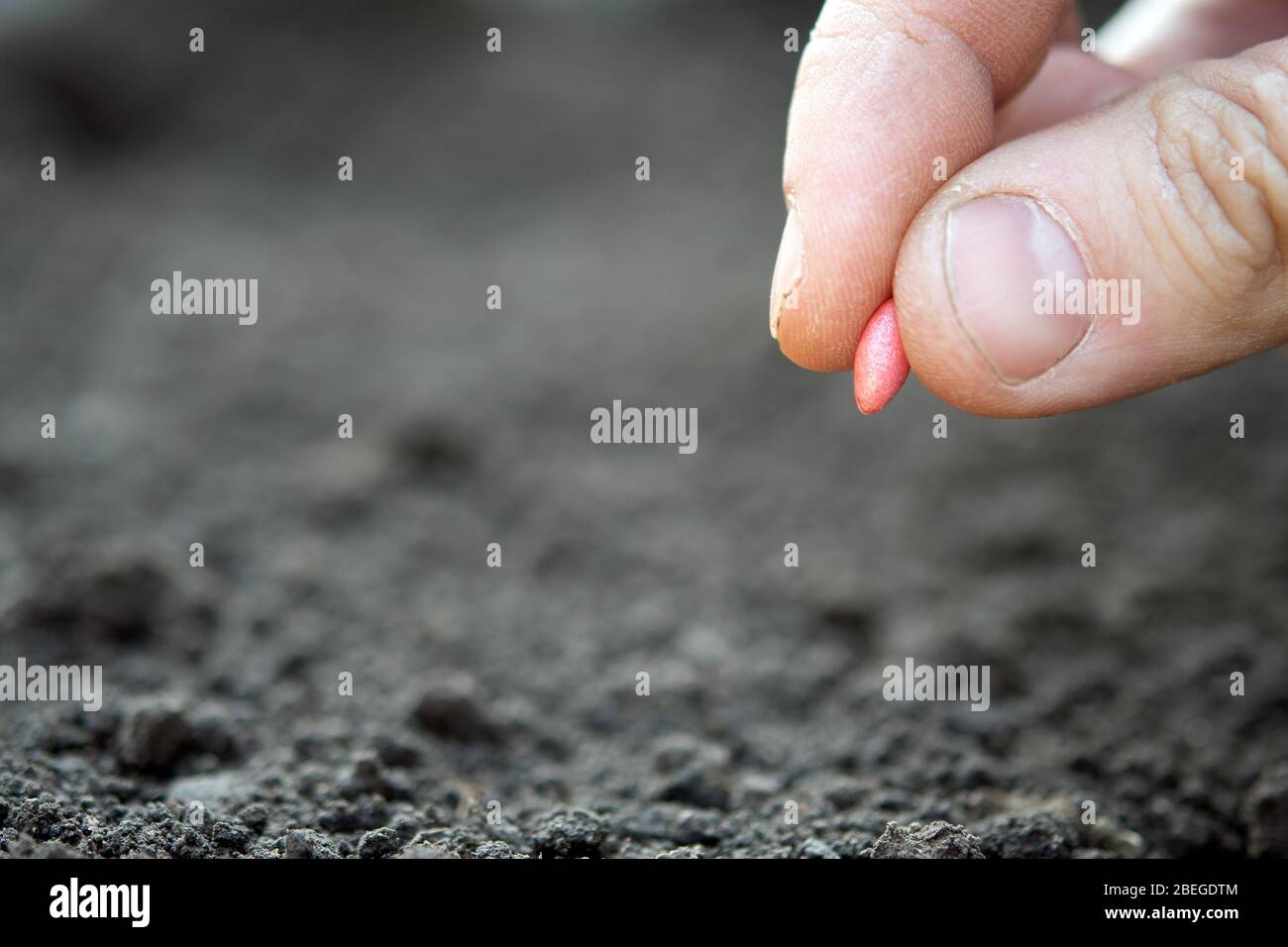 main avec les graines de concombre au-dessus du sol Banque D'Images