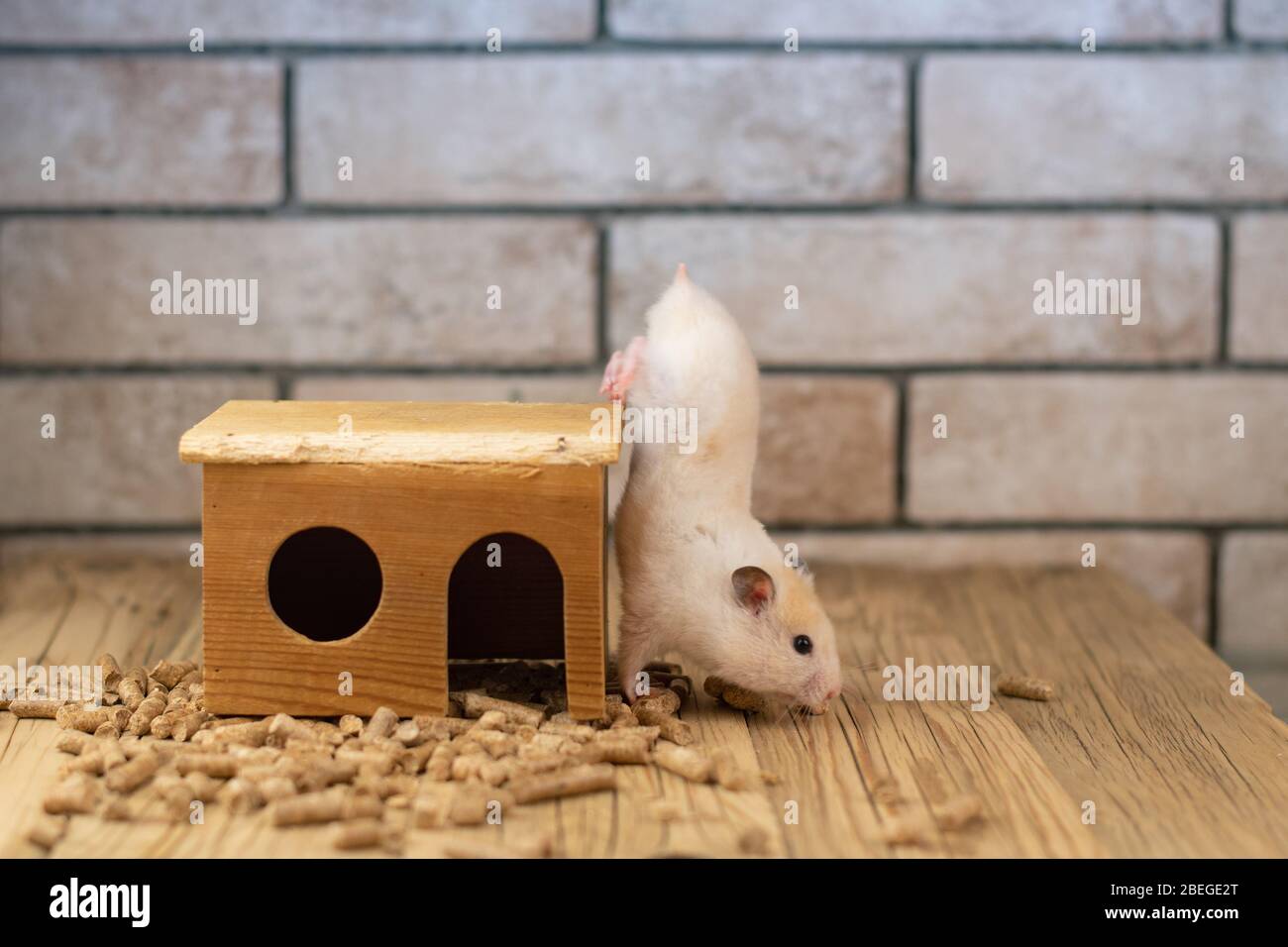 Maison en bois avec hamster sur la brique d'arrière-plan Banque D'Images