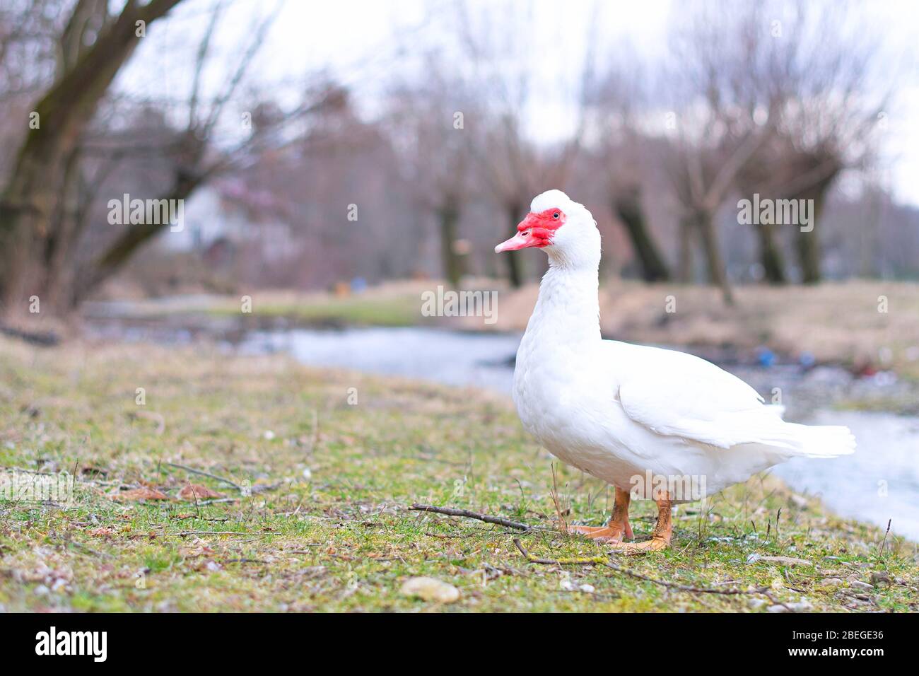 Vue sur le Canard de Muscovy blanc debout à côté de l'étang. L'agriculture locale. Banque D'Images