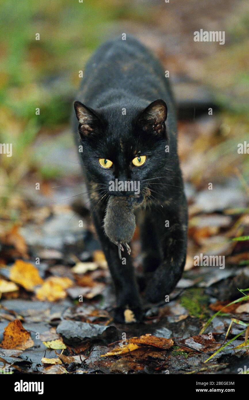 Chaton noir assis et regardant une souris le ronfler devant un fond blanc Banque D'Images