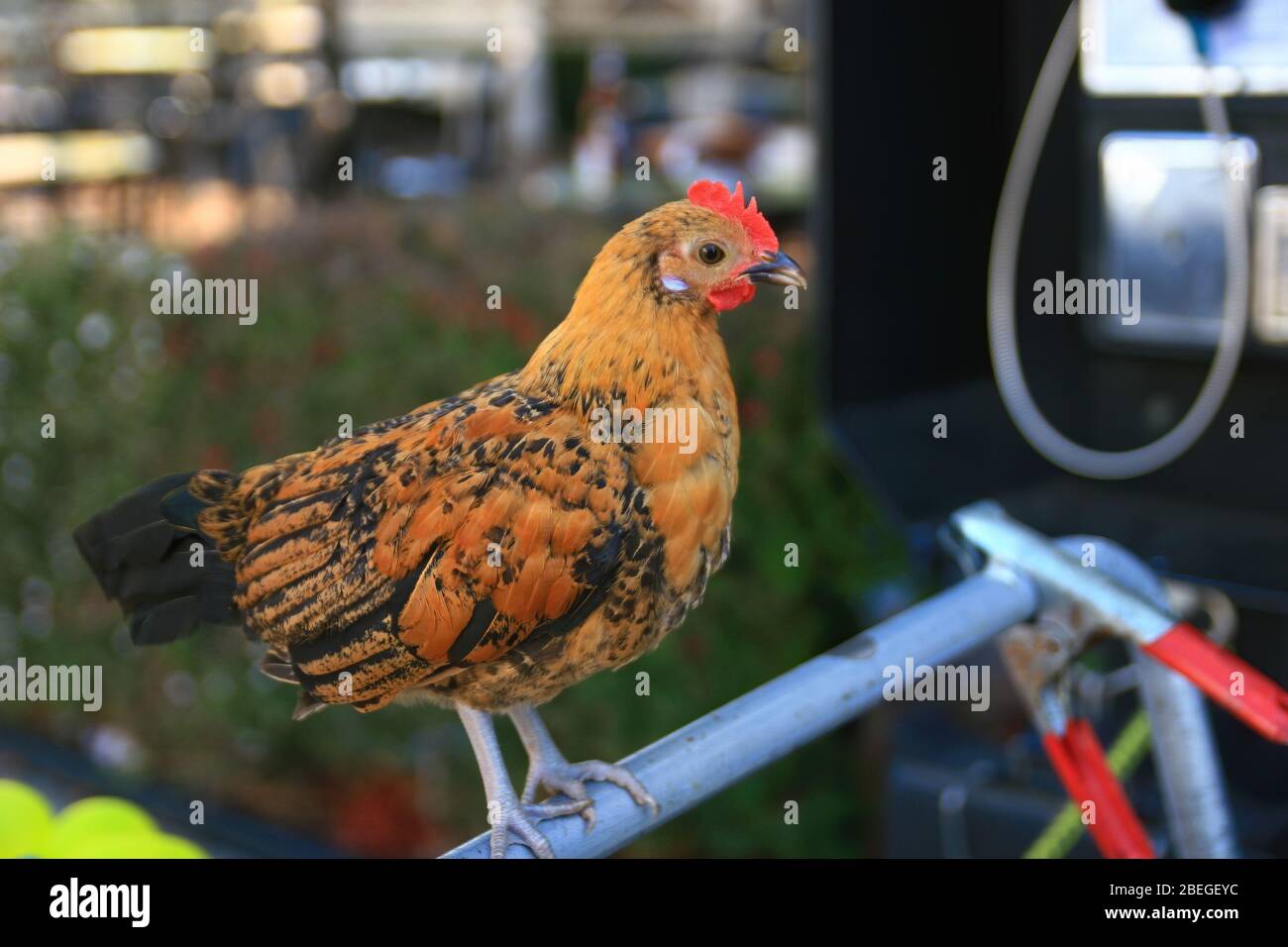 Gros plan d'un jeune poulet à San Diego, Californie Banque D'Images