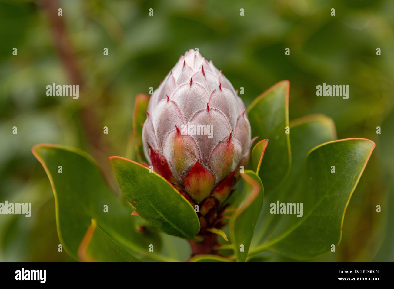 Bourgeon de fleurs tropicales gros plan Banque D'Images