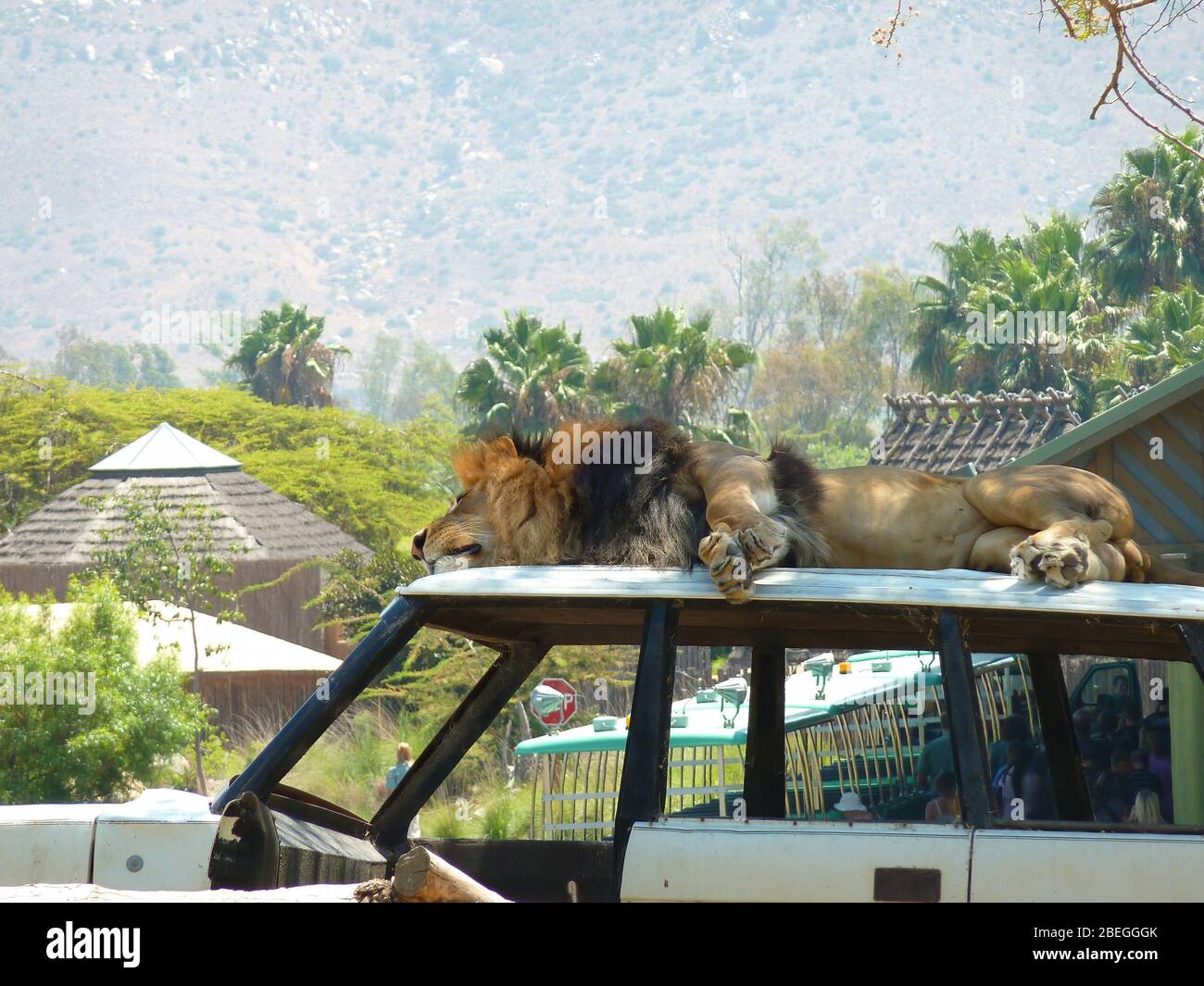 Lion dormant en voiture dans le zoo Safari Park de San Diego en Californie Banque D'Images