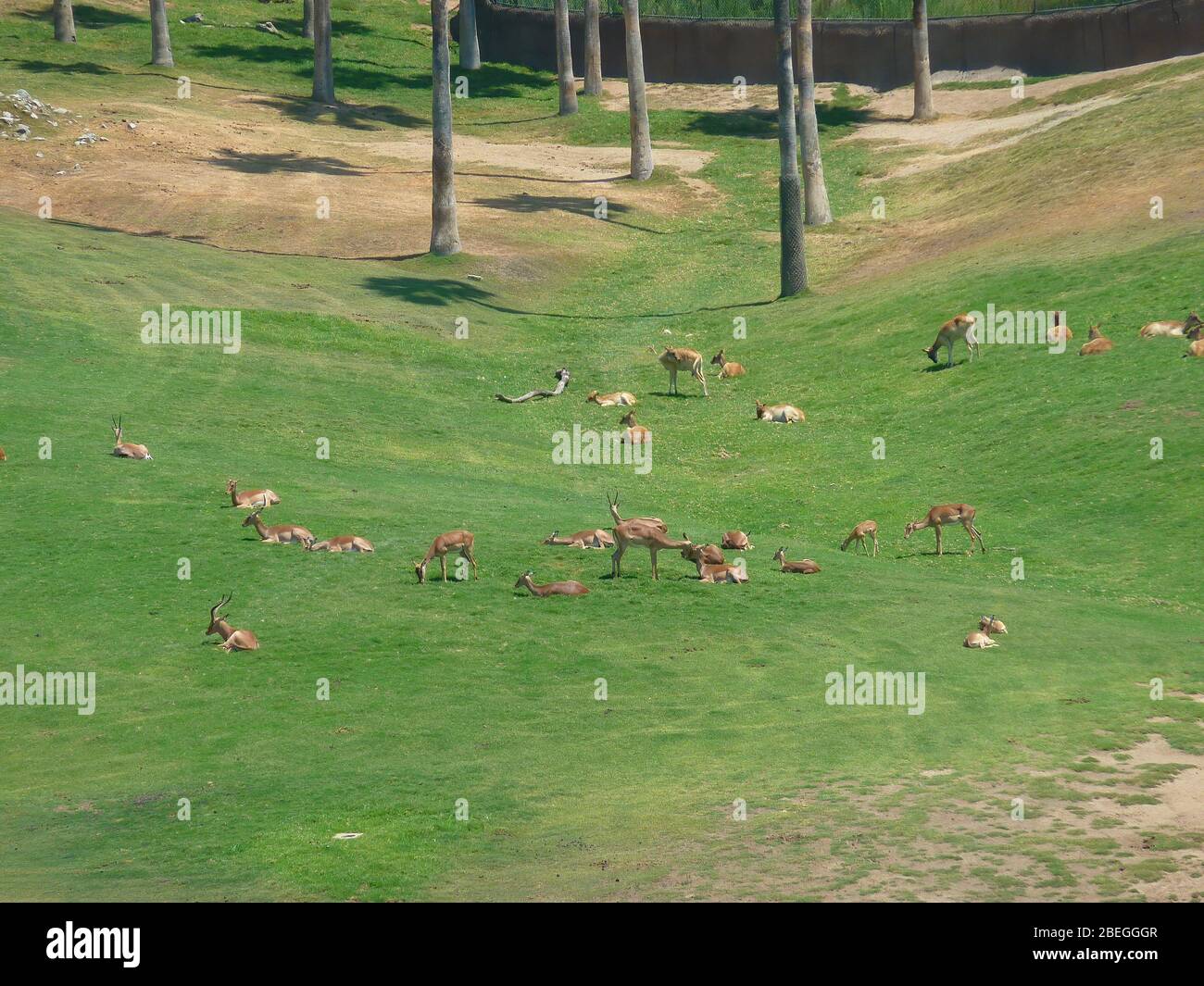 Beaucoup de bois sur le terrain dans le zoo Safari Park de San Diego en Californie Banque D'Images
