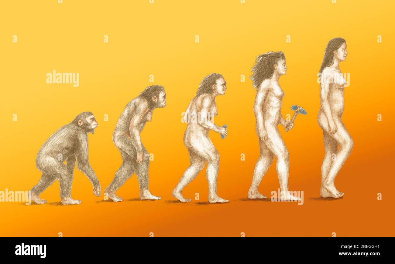 Évolution humaine Banque D'Images