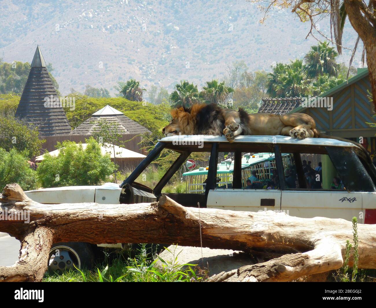 Lion dormant en voiture dans le zoo Safari Park de San Diego en Californie Banque D'Images