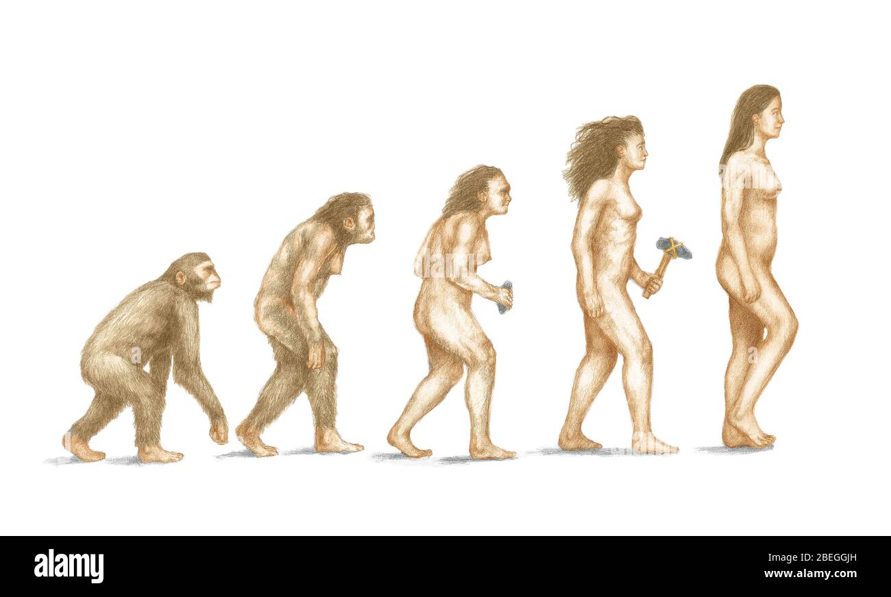 Évolution humaine Banque D'Images