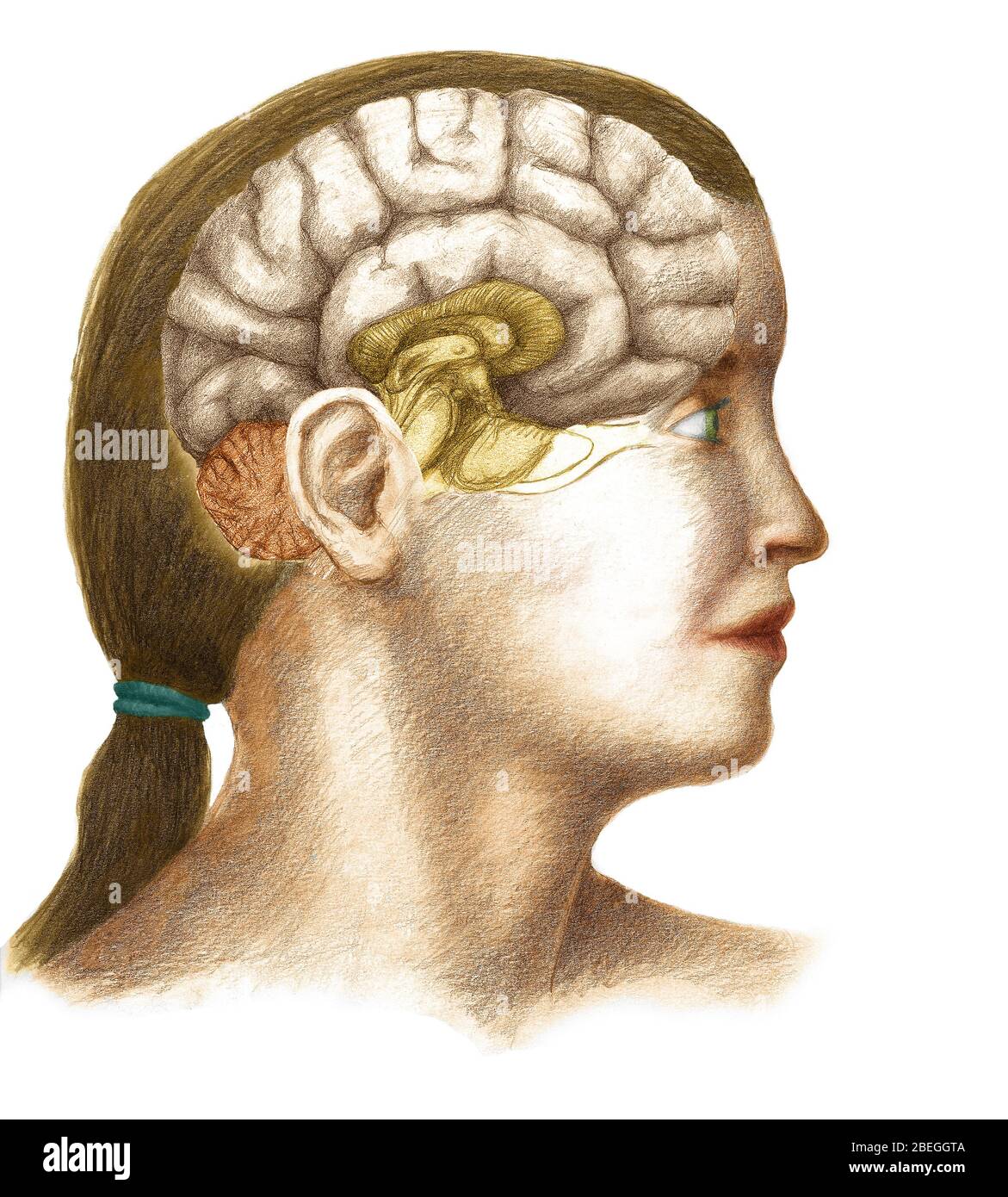 Cerveau de fille Banque D'Images