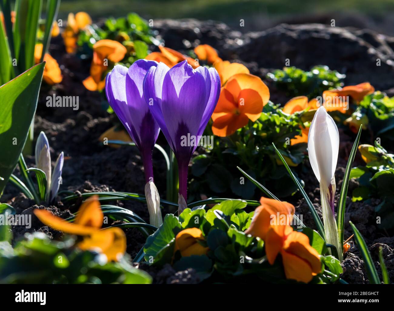 Fleurs printanières avec fleurs colorées dans le parc Banque D'Images