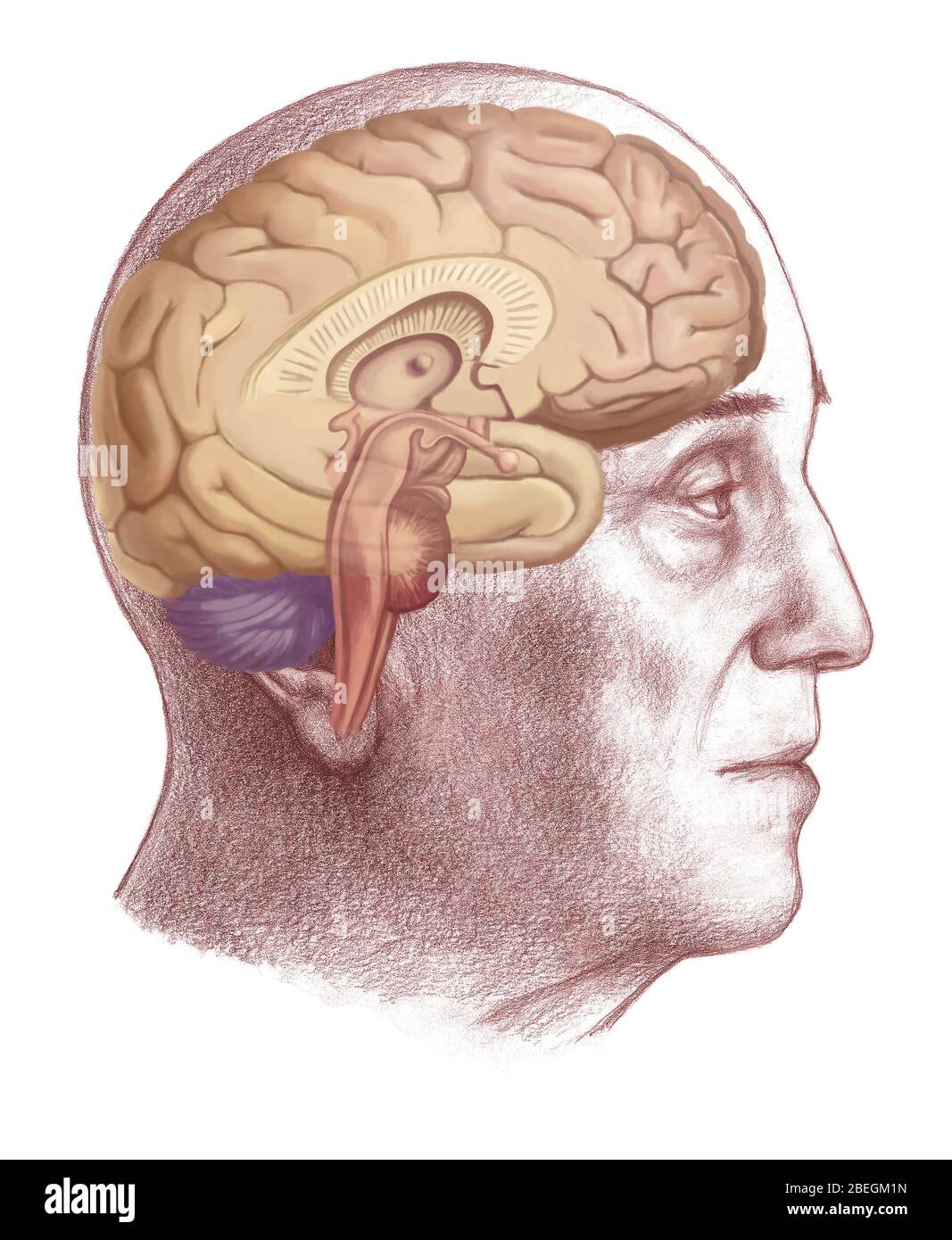 Cerveau humain Banque D'Images