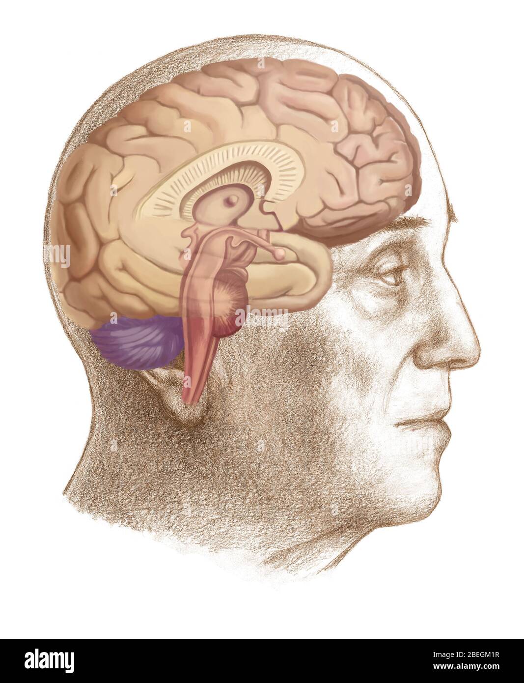 Vue latérale du cerveau humain Banque d'images détourées - Alamy