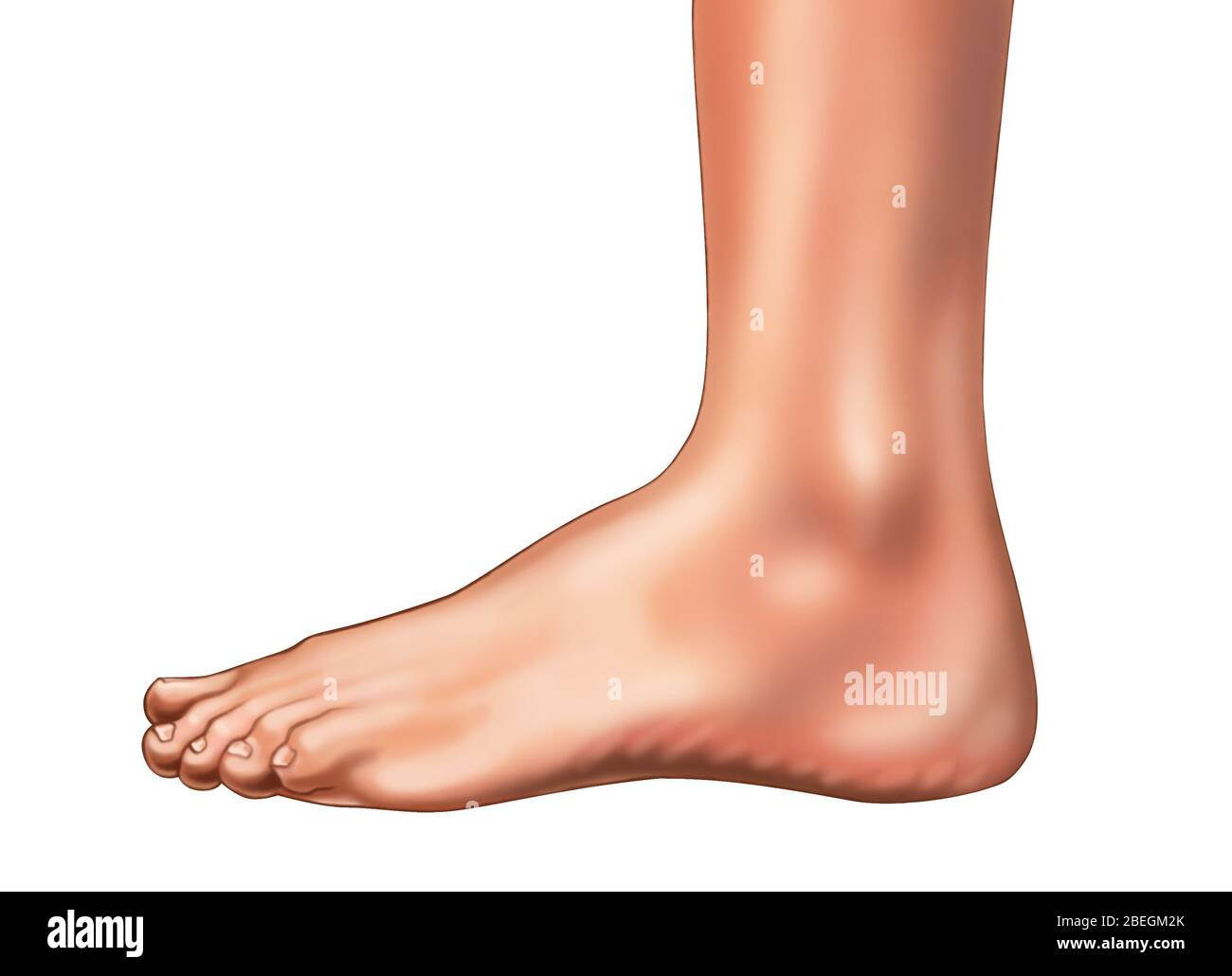 Pied Banque D'Images