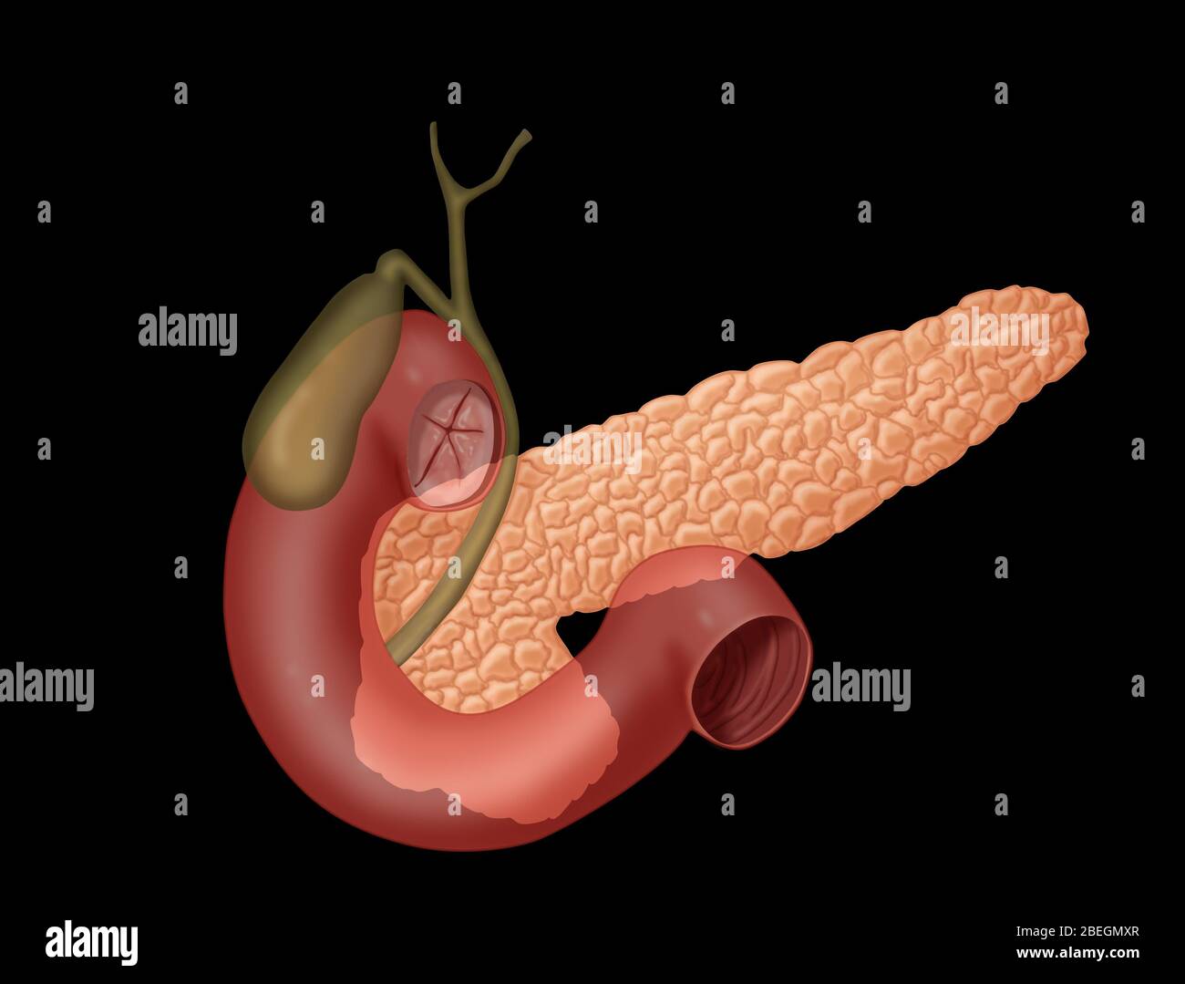 Anatomie du système biliaire Banque D'Images