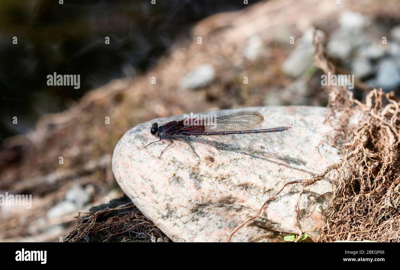 Rubyspot américain adulte Damselfly (Hetaerina americana) perché sur un rocher près de la rivière de la Pendre dans le nord du Colorado Banque D'Images