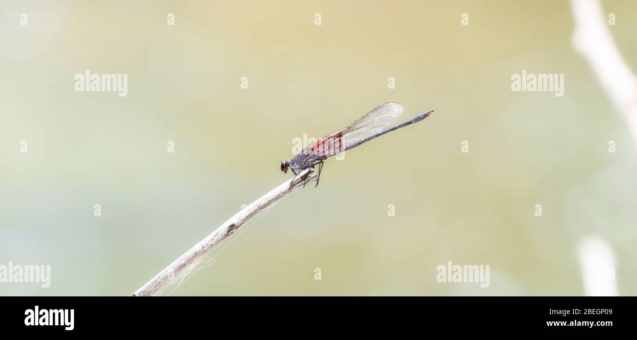 Rubyspot américain adulte Damselfly (Hetaerina americana) perché sur un rocher près de la rivière de la Pendre dans le nord du Colorado (Hetaerina americana) perché sur un Banque D'Images