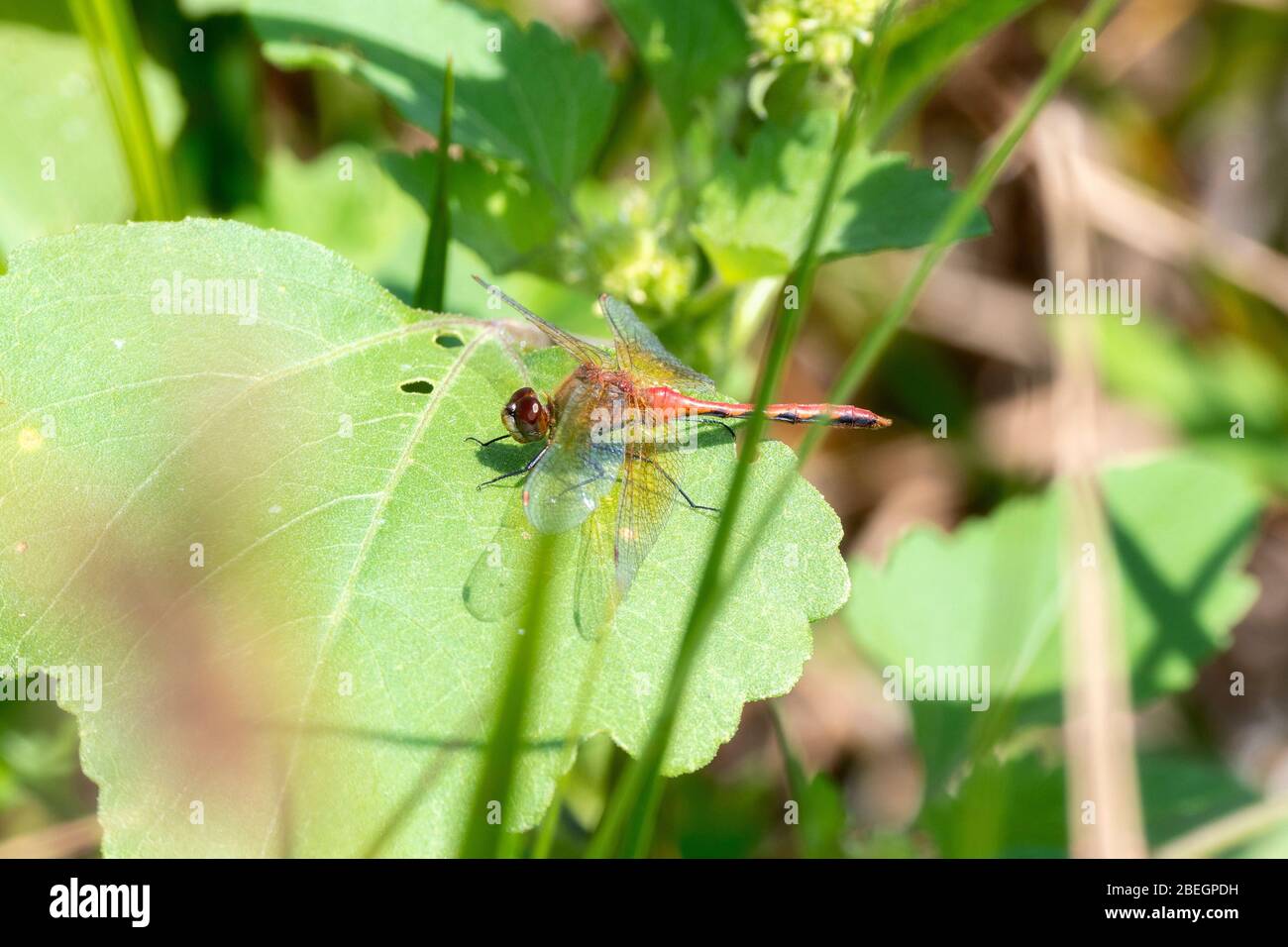 Ruby Meadowhawk Dragonfly (Sympitum rubicolum) perchée sur une feuille dans l'est du Colorado Banque D'Images
