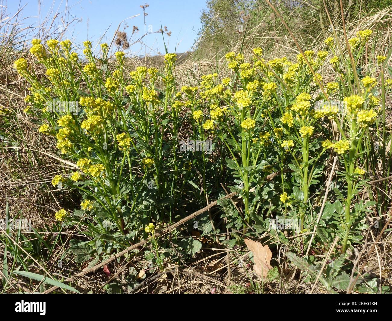 Winterkresse (Barbarrea vulgaris), auch Barbarakrut oder Barbenkraut, Weilerswist, Nordrhein-Westfalen, Allemagne Banque D'Images