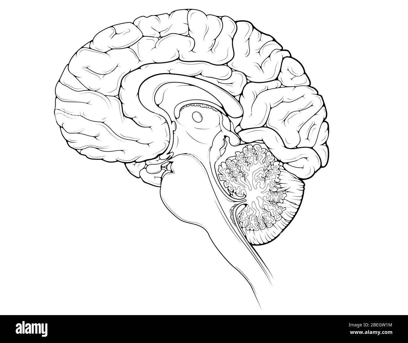 Cerveau, vue sagittale médiane Banque D'Images