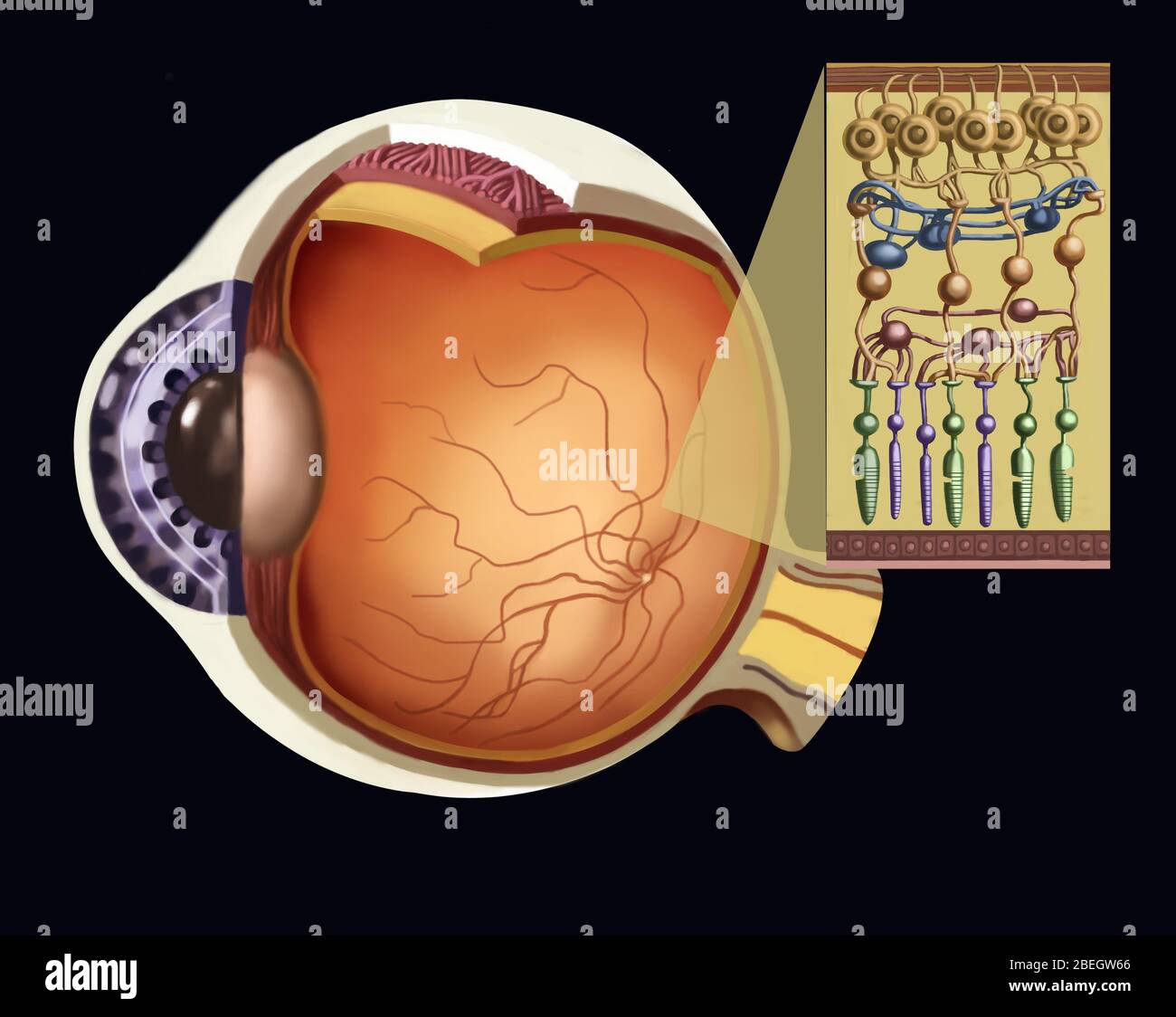 Tiges et cônes Banque D'Images