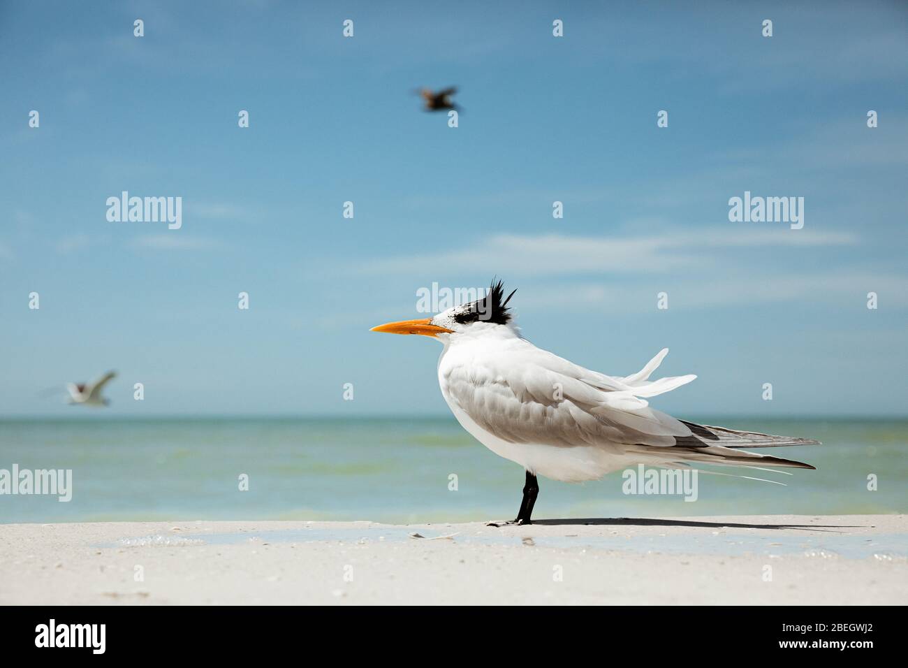 Une seule sterne royale avec plumes à volants sur la plage de Floride Banque D'Images