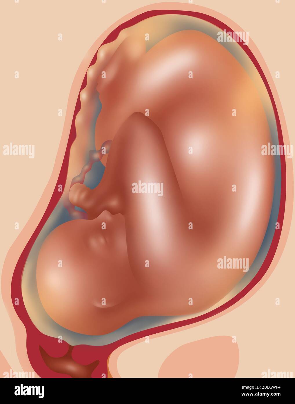 Croissance fœtale - mois 9 Banque D'Images