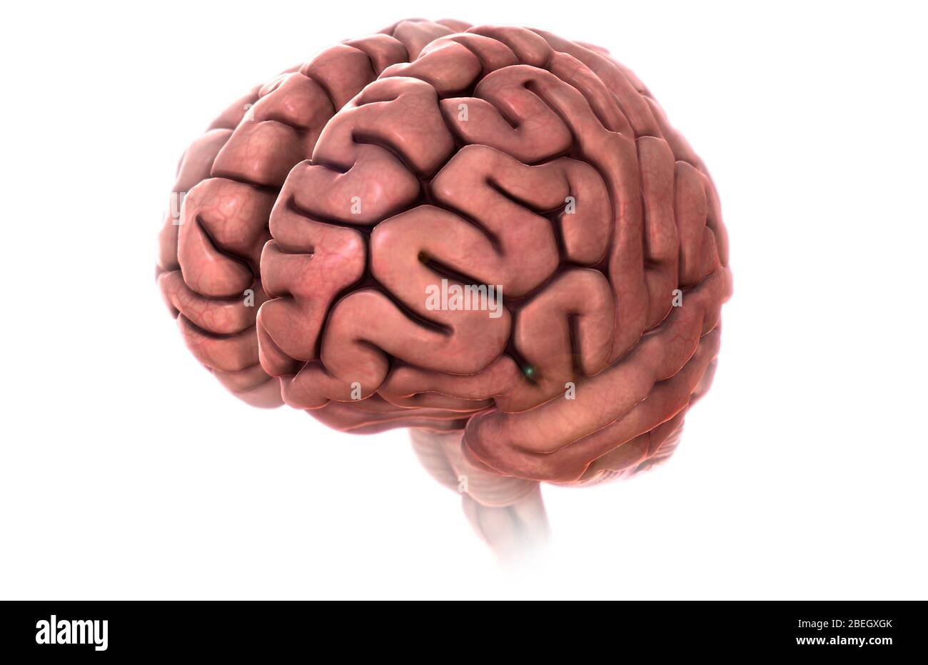 Cerveau humain, œuvre Banque D'Images