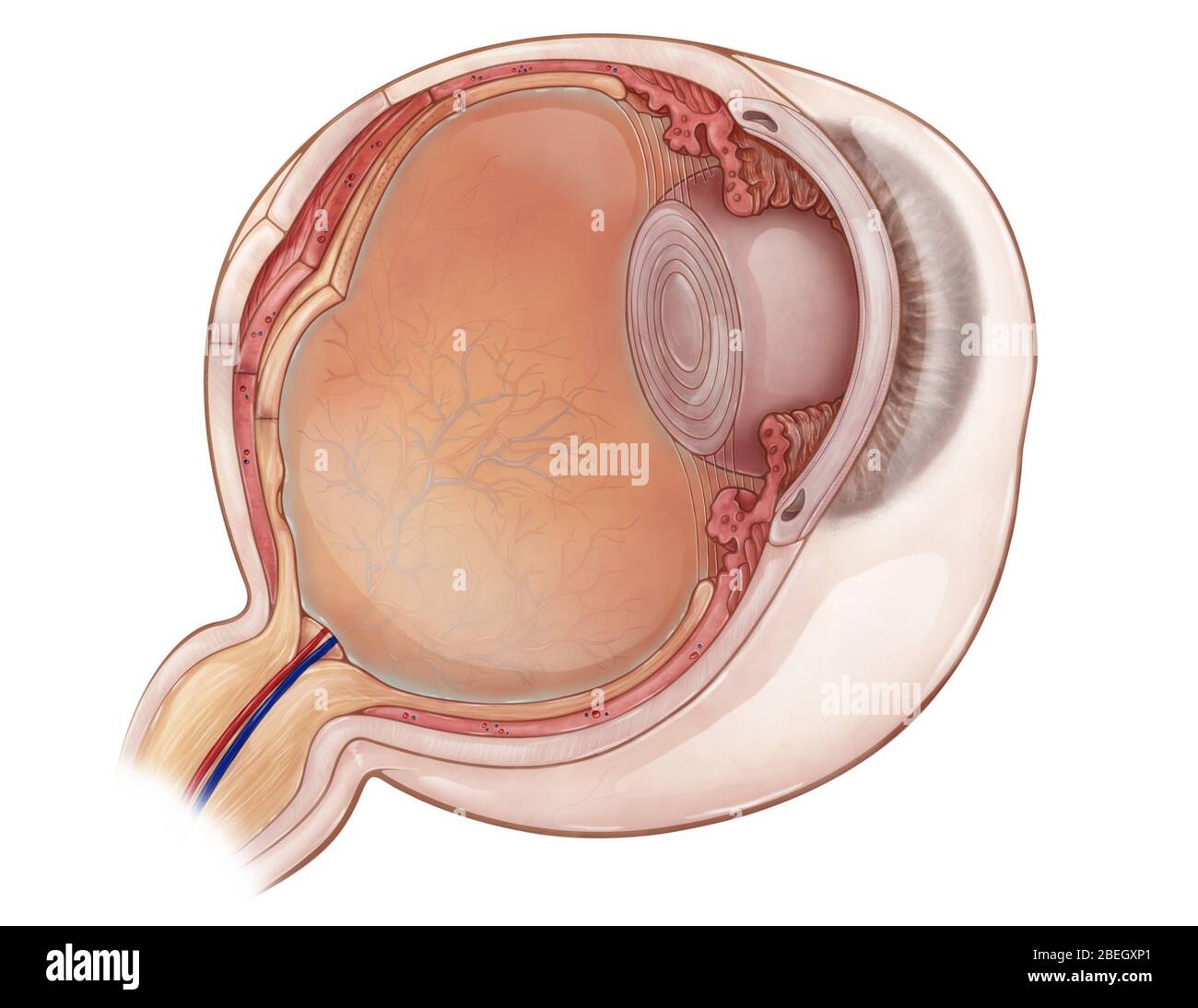 Illustration d'anatomie oculaire Banque D'Images