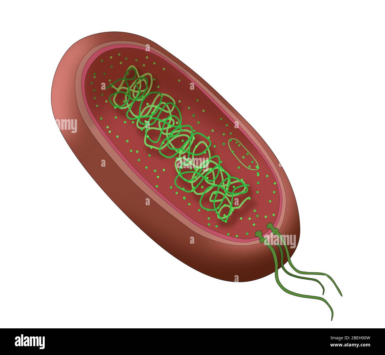 Diagramme des bactéries Banque D'Images