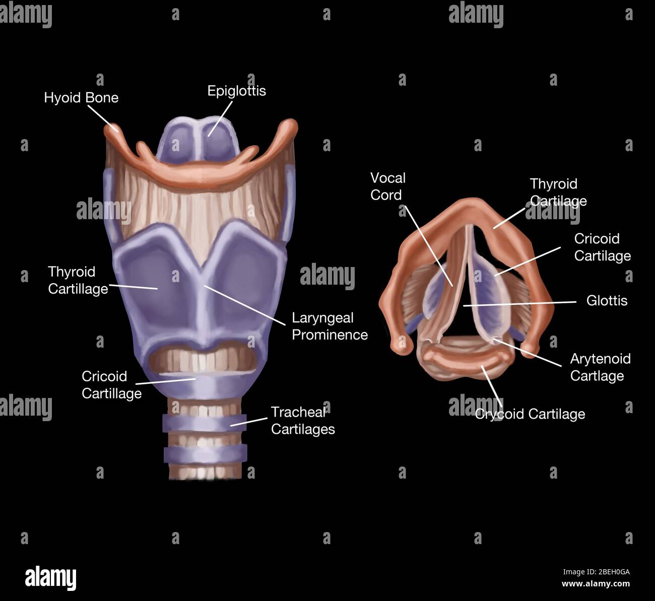 Corde Vocale Larynx Cordes Vocales Anatomie Fonctionnement Et Corde Vocale Larynx Cordes Vocales Anatomie Fonctionnement Et