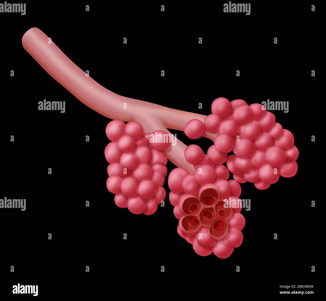 Alvéoles Banque D'Images