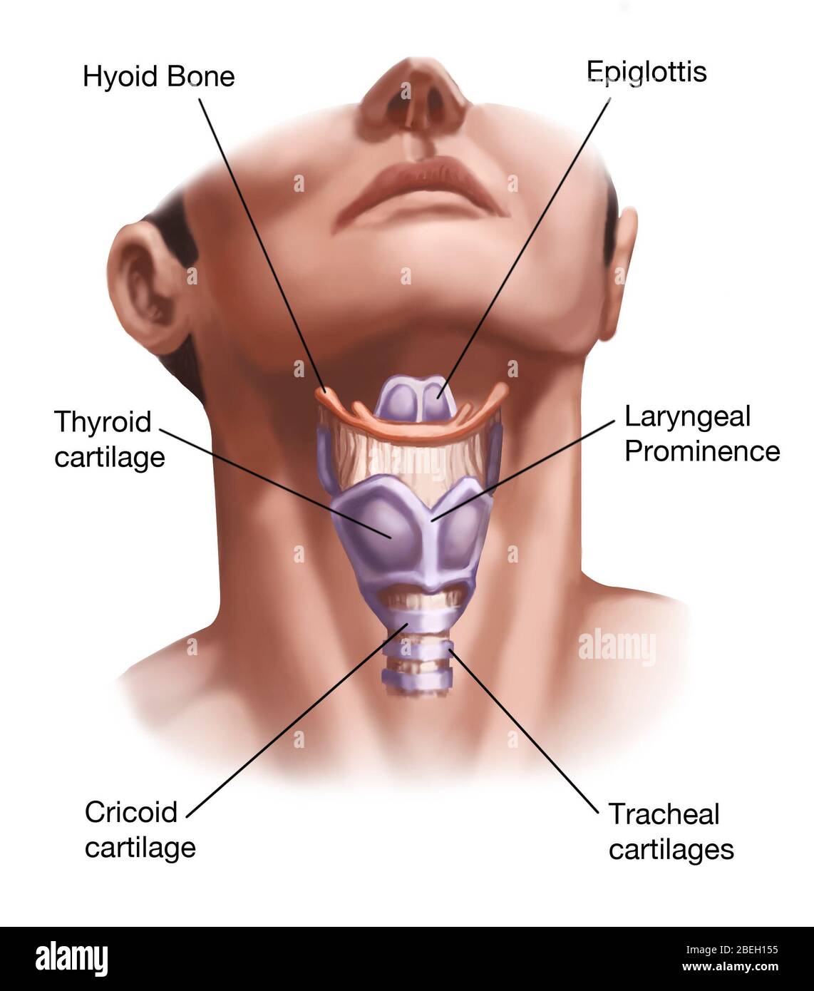 Anatomie Du Cou Photo Stock Alamy anatomie-du-cou-photo-stock-alamy