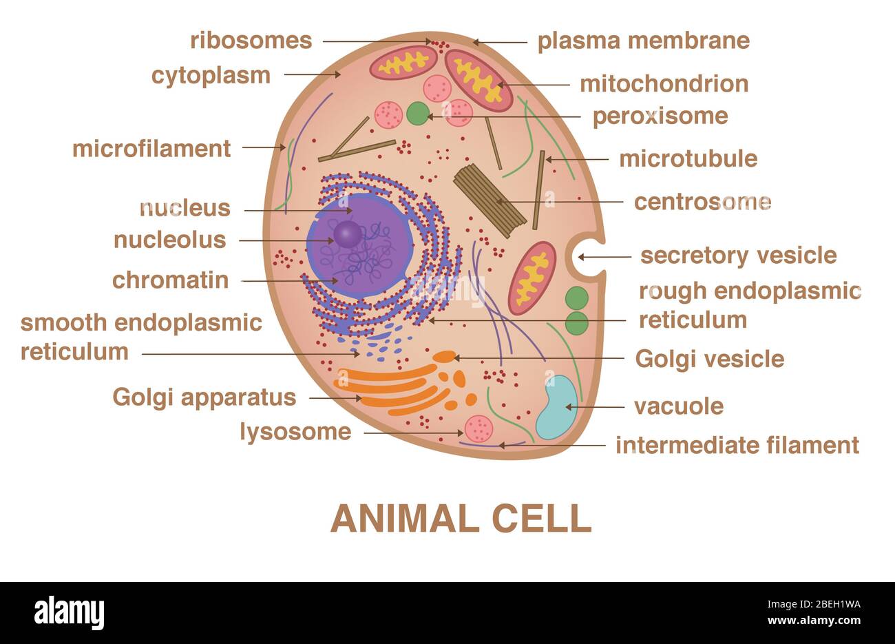 Cellule animale, illustration Banque D'Images