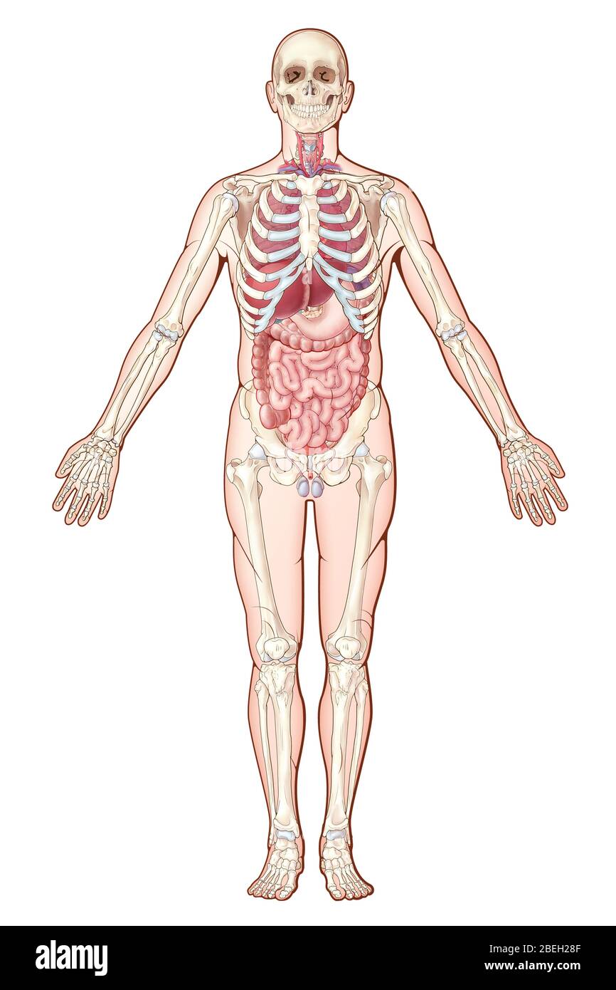 Systèmes d'organes, illustration Banque D'Images