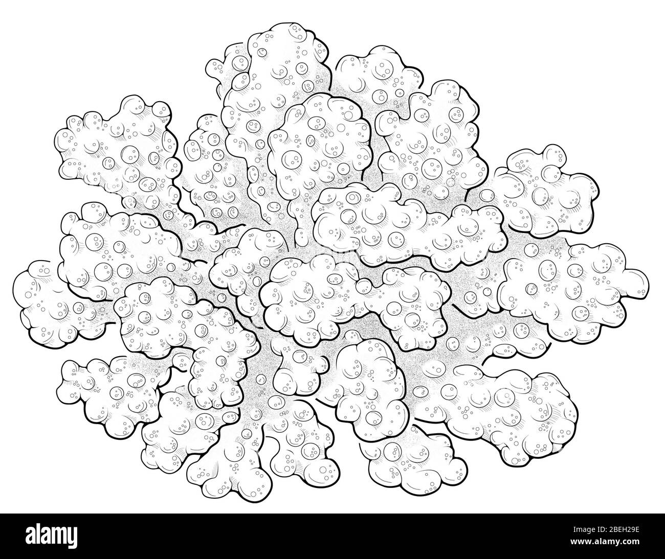 Stony Coral, illustration Banque D'Images