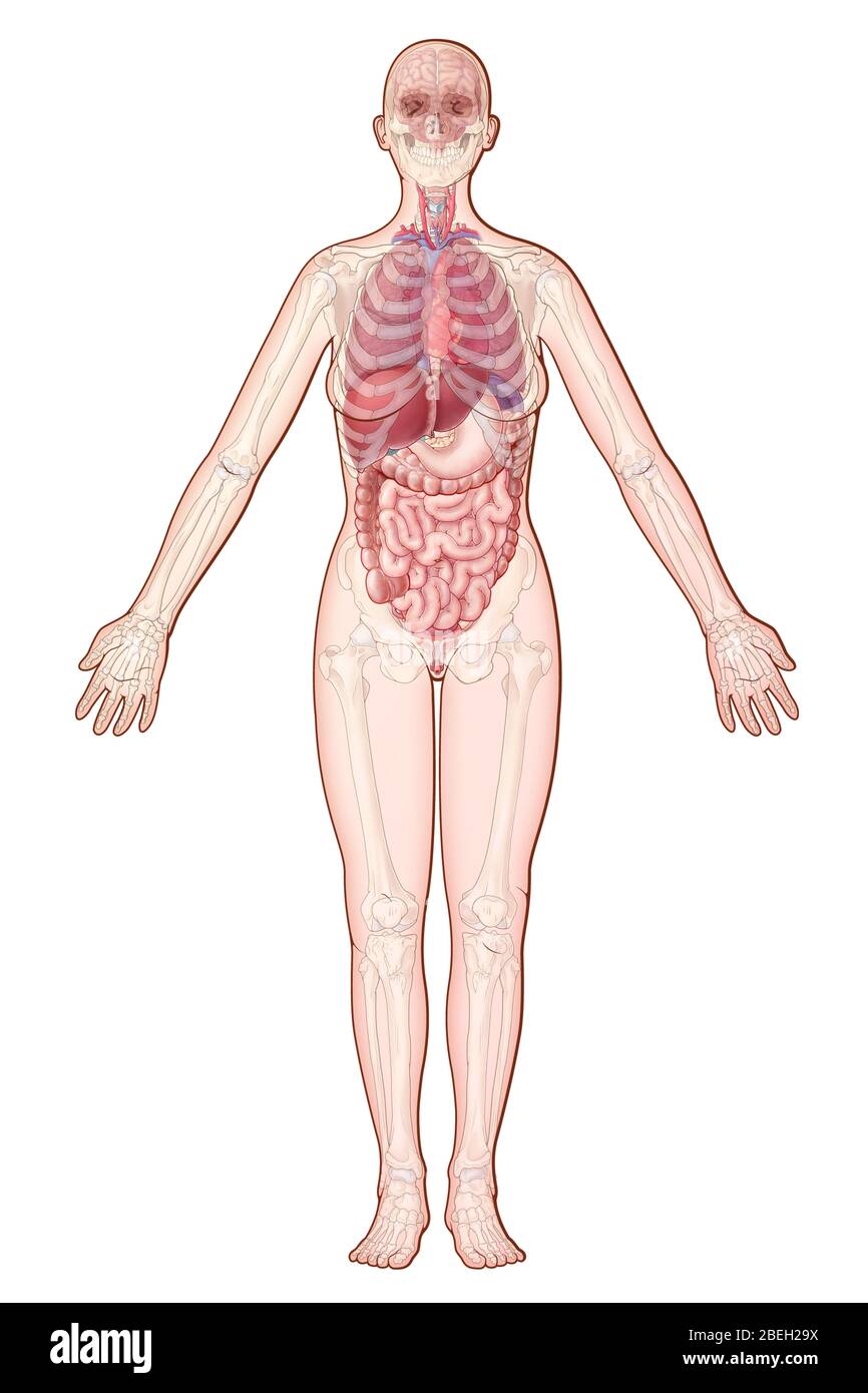 Systèmes d'organes, illustration Banque D'Images