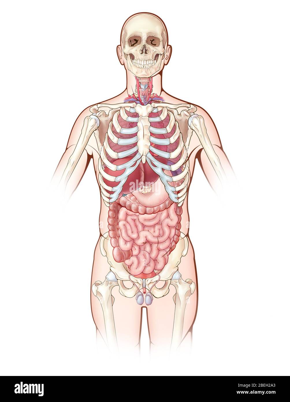 Systèmes d'organes, illustration Banque D'Images