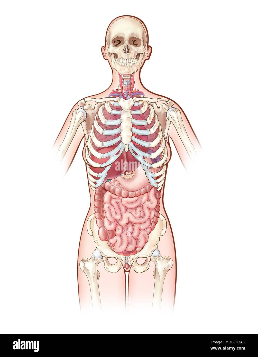 Systèmes d'organes, illustration Banque D'Images