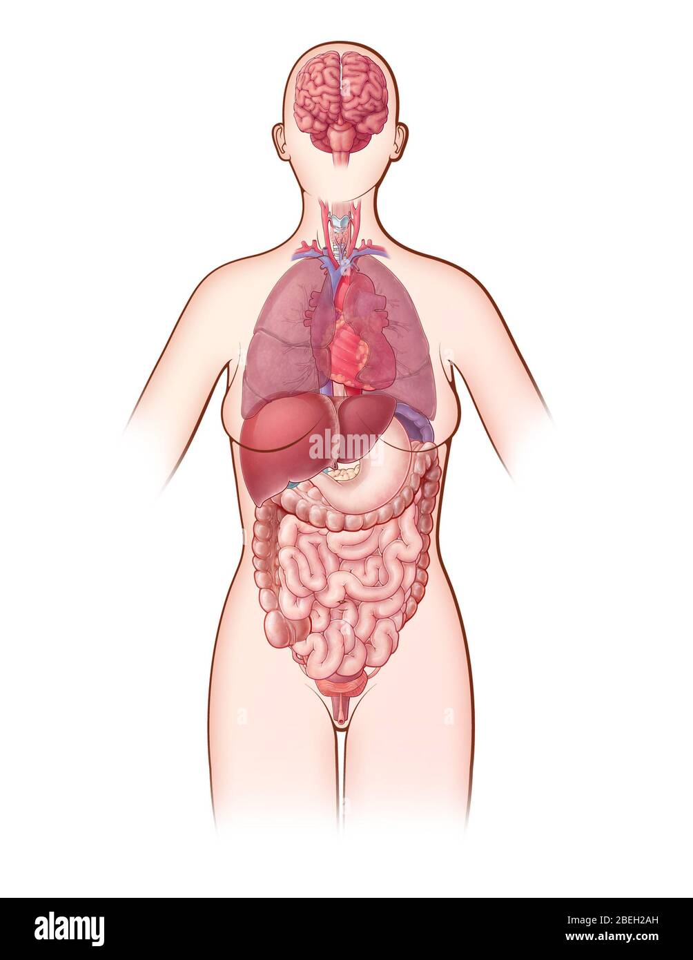 Systèmes d'organes, illustration Banque D'Images