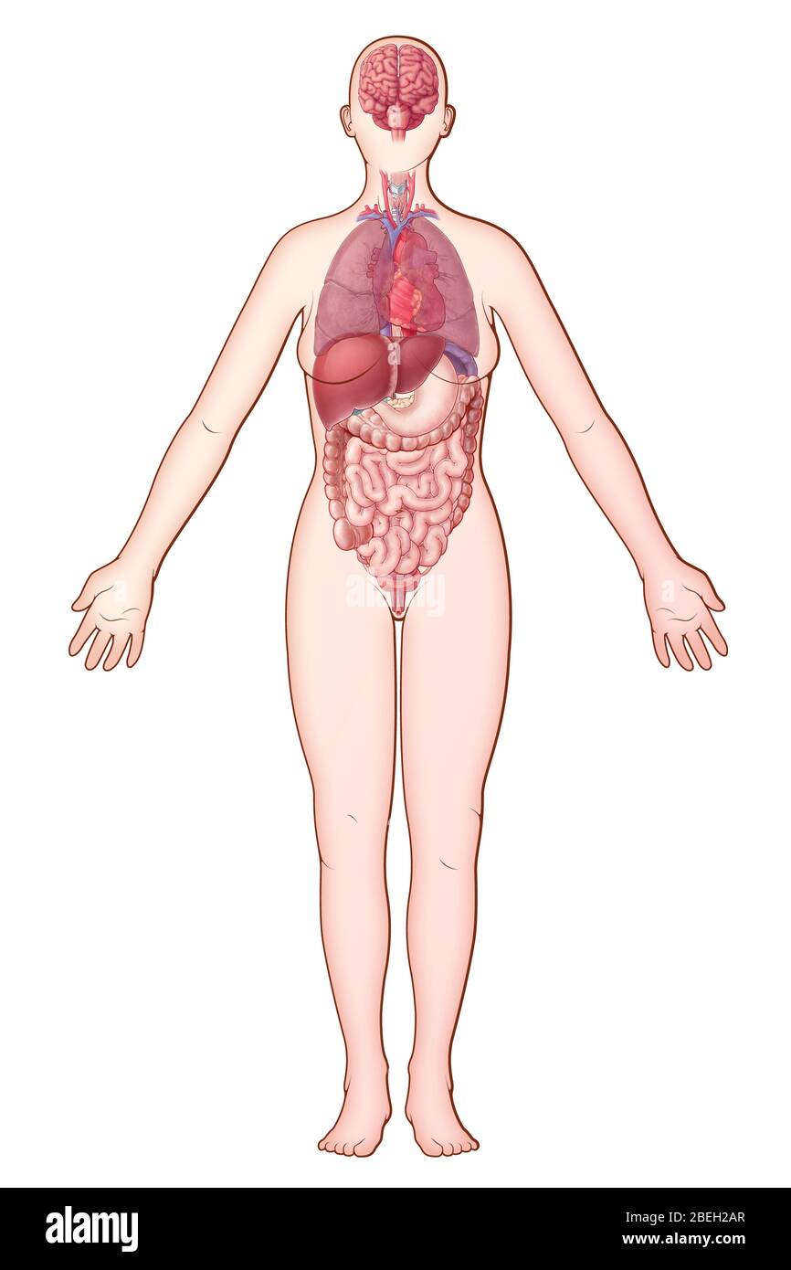 Systèmes d'organes, illustration Banque D'Images