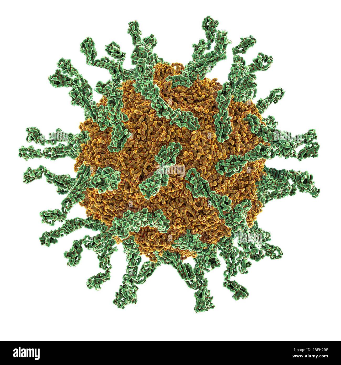 Poliovirus de type I Banque D'Images
