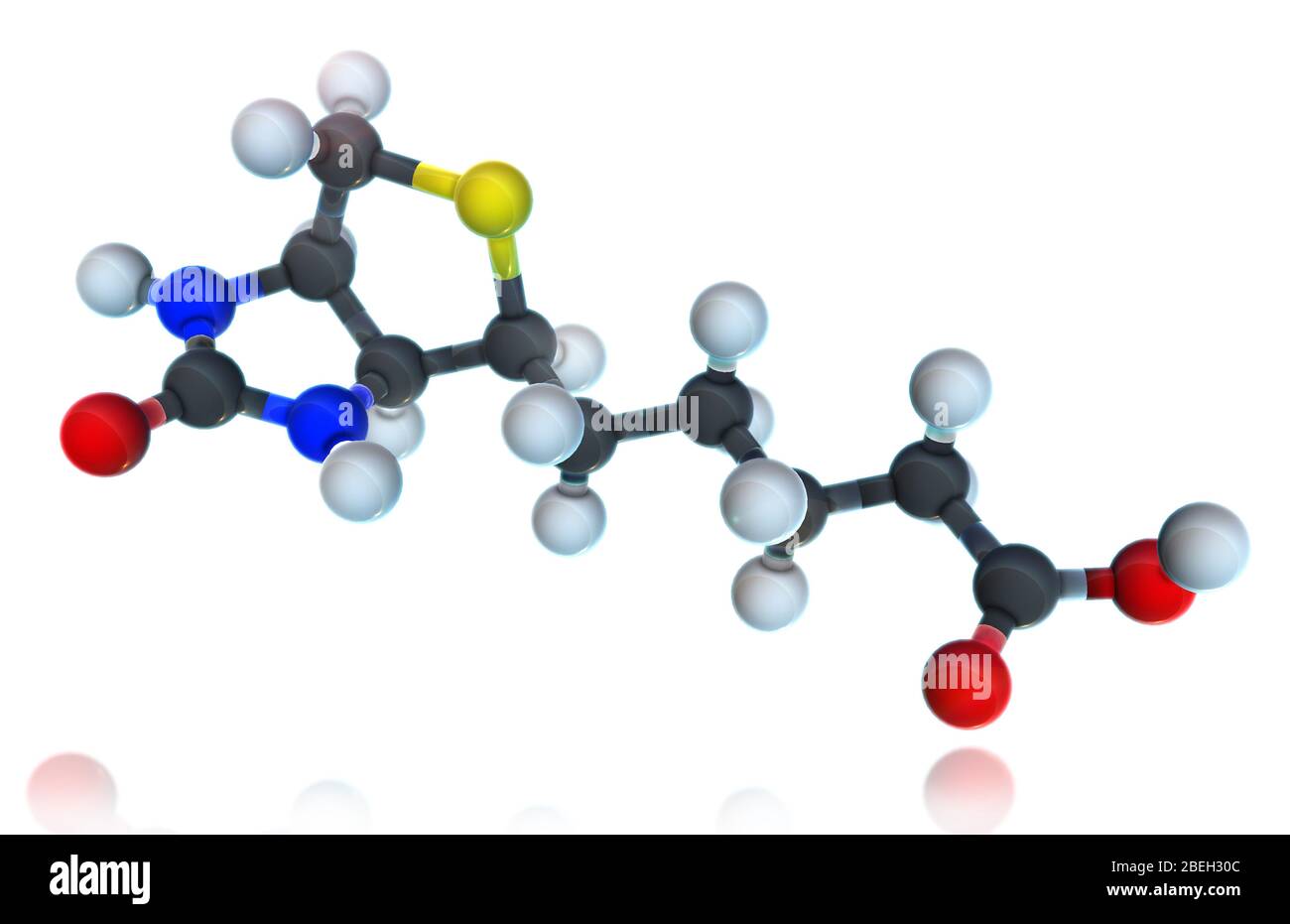 Vitamine B 7, modèle moléculaire Banque D'Images