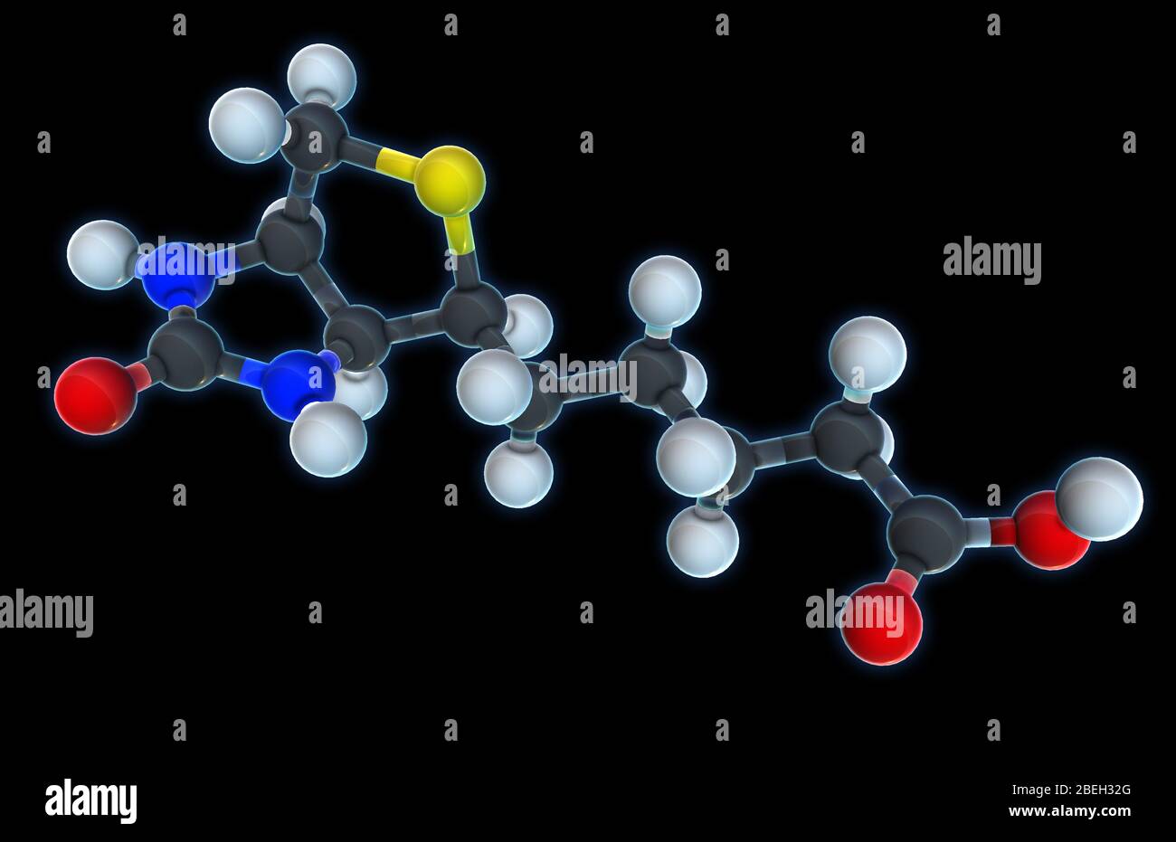 Vitamine B 7, modèle moléculaire Banque D'Images